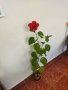Китайски рози хибискус червена фуния, снимка 15