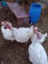 броилерни пуики, снимка 1 - Кокошки и пуйки - 43186735