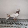 Спортни гълъби , снимка 6