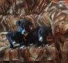 Продавам черни лабрадори, снимка 2