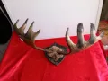 Ловен Трофей ,Рога от ЛОС , Елен , Сръндак, снимка 1