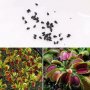 30 бр свежи семена от месоядно растение венерина мухоловка улавя насекоми за декорация на дома офиса, снимка 4