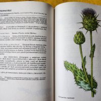 Нашите растения в лекарствата / Nase rosliny v lekarstvi, книга за билките и употребата им-на чешски, снимка 5 - Енциклопедии, справочници - 44843833