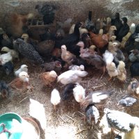 Пилета, еднодневни Бройлери и пъдпъдъци, снимка 6 - други­ - 32977740