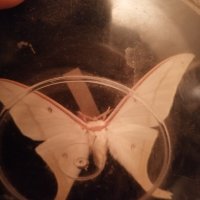 Хербарий пеперуда, снимка 1 - Други ценни предмети - 28559092
