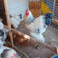 Здравейте. Продавам кокошки брама жълта бяла и Колумбия ска., снимка 4 - Кокошки и пуйки - 44895814