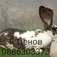 Продавам зайци великани, снимка 3 - Други - 44890325