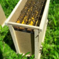 Пчелни отводки  сезон 2024 записване, снимка 1 - За пчели - 43262933