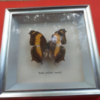 Пеперуда в рамка, снимка 1 - Антикварни и старинни предмети - 42977254