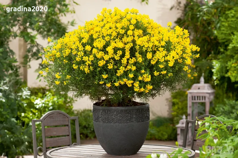 Гениста (Жълтуга) / Genista, снимка 1