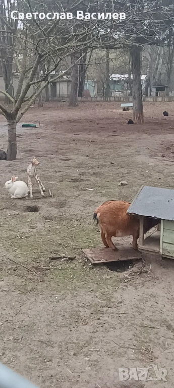 Козле декоративно, домашно отгледано, снимка 1