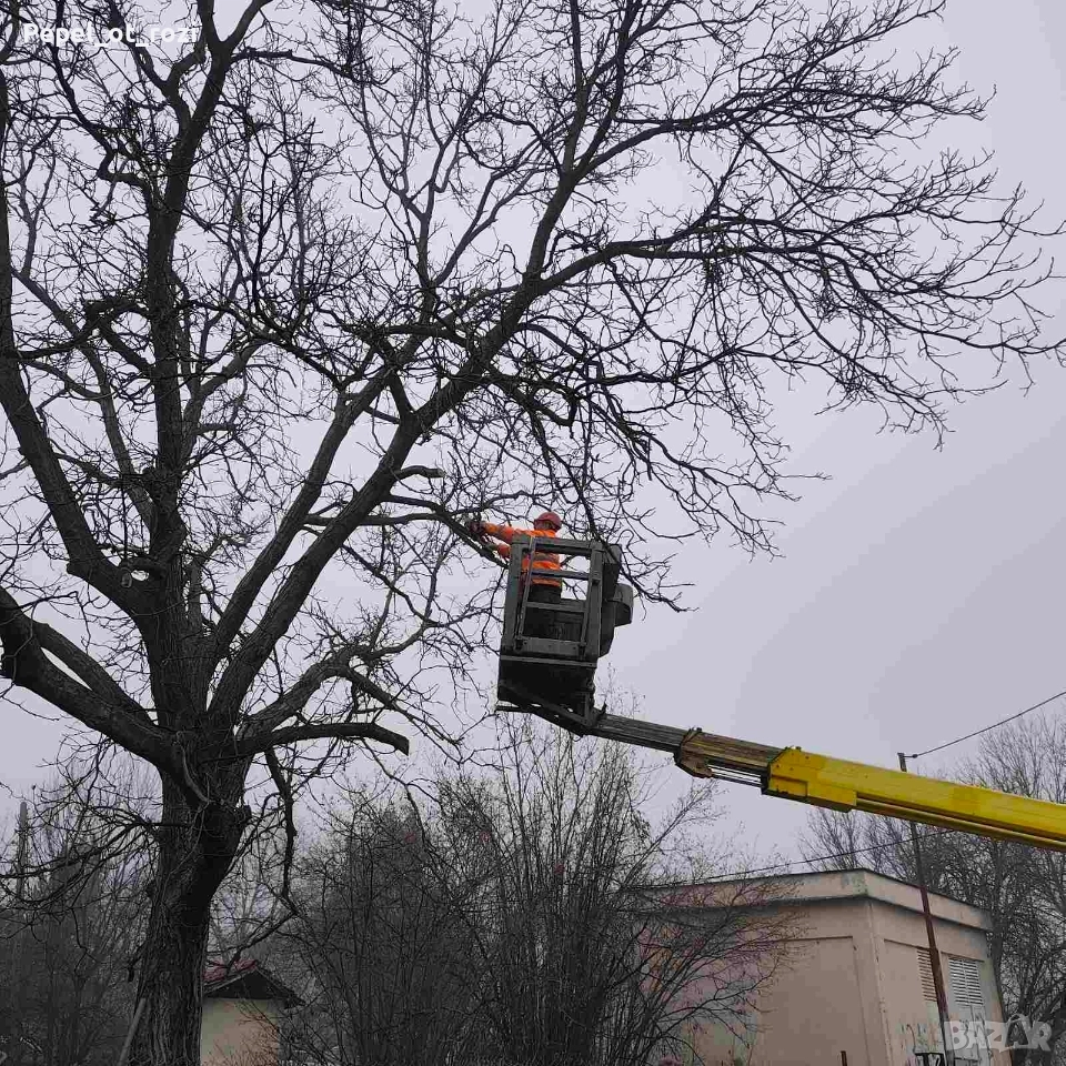 Орех - продажба, снимка 1