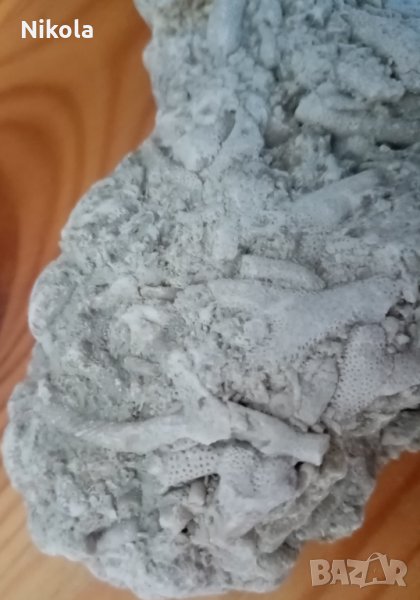 Фосили колония бриозои, снимка 1