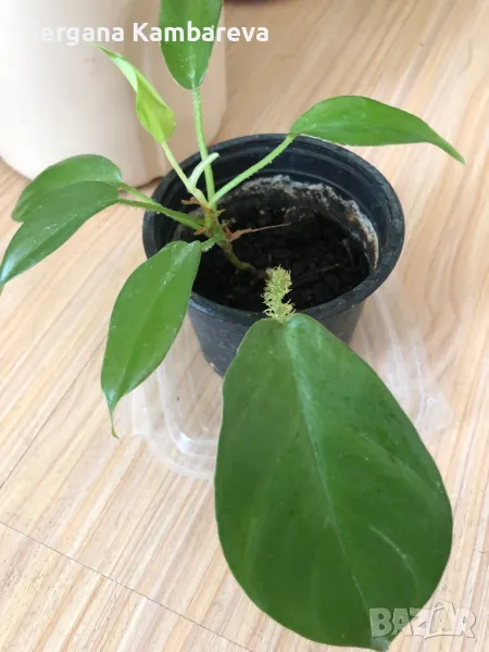 Philodendron Squamiferum , снимка 1
