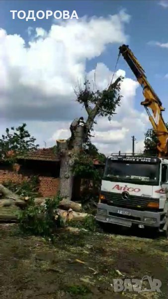 Кастрене, почистване на дворове и премахване на опасни дървета., снимка 1