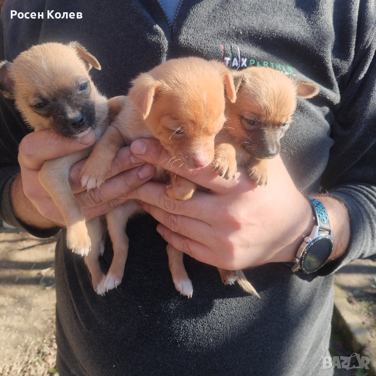 Малки Пинчерчета , снимка 1