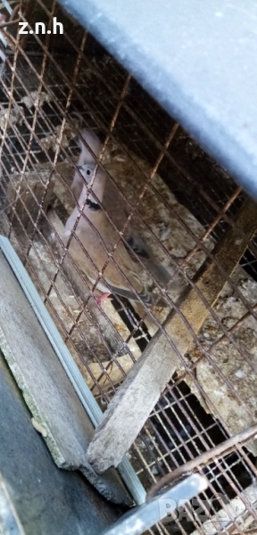  Пеещи гугудки скумрийки, снимка 1