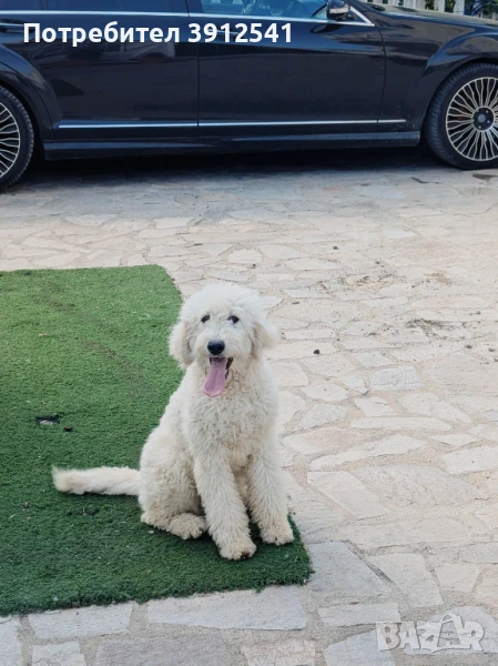 Лабрадудъл, страхотно семейно куче, снимка 1