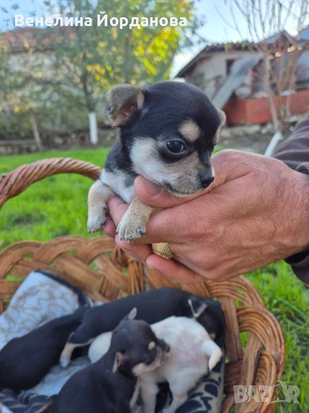 Мини чихуахуа две момченца, снимка 1