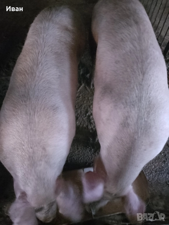 продавам прасе за клане , снимка 1
