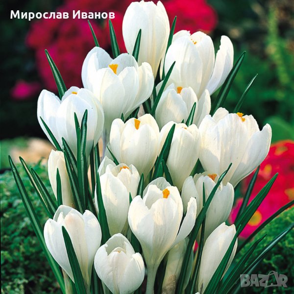 луковици на бял минзухар, снимка 1