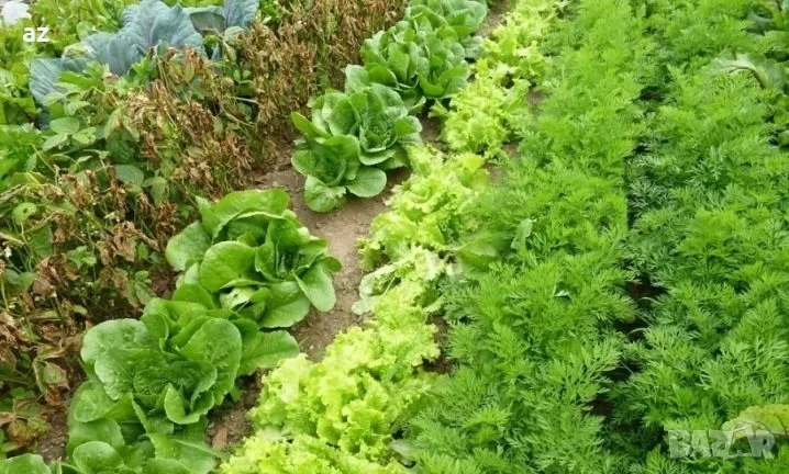 копър, снимка 1