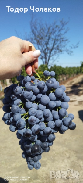 Продавам грозде Мавруд, снимка 1