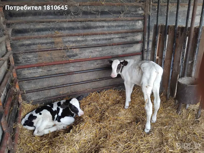 Месодайни и черношарени телета, снимка 1