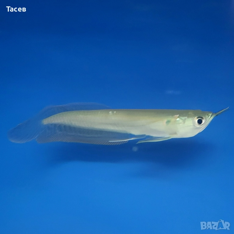 Сребърна арована 8см, снимка 1