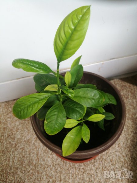  Лимоново дърво 🍋, снимка 1