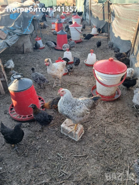 Продавам пилета различна възраст , снимка 1