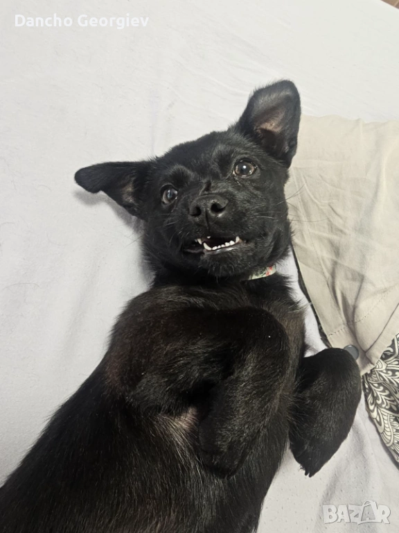 Айра си търси дом, снимка 1