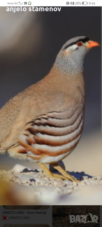 Персийска пустинна яребица , снимка 1