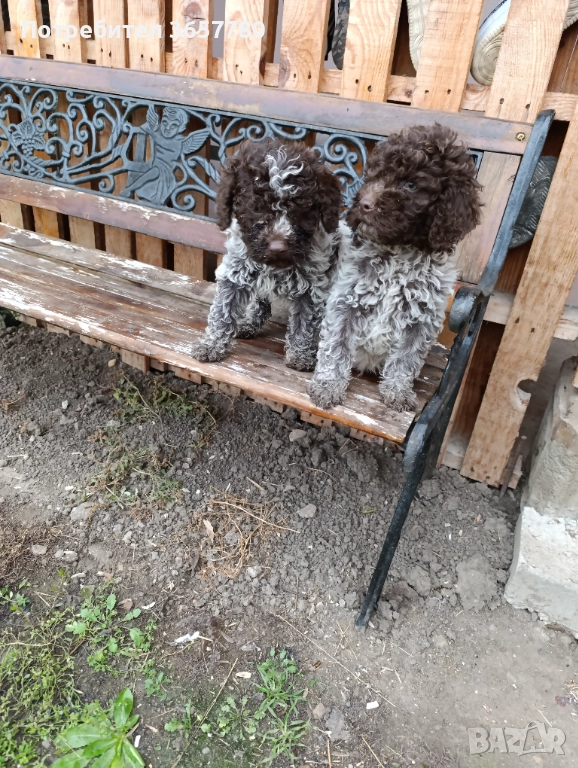 Логото романоел, снимка 1