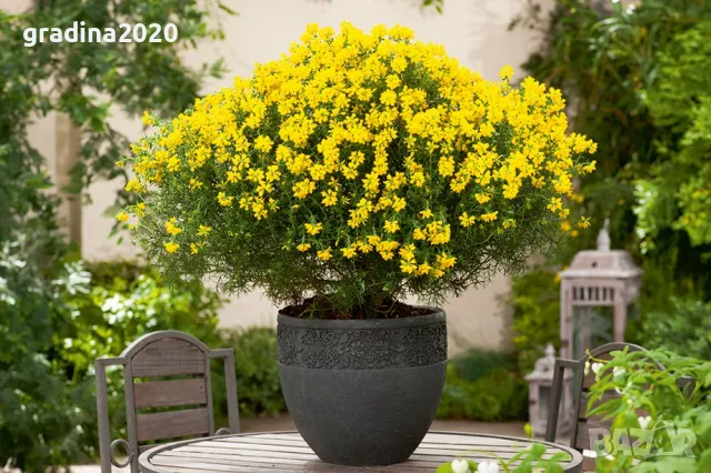 Гениста (Жълтуга) / Genista