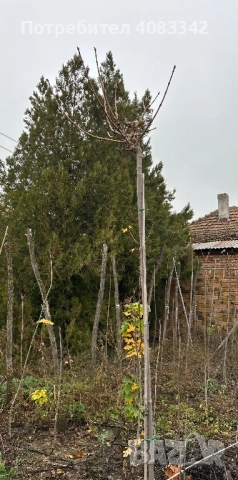 Кълбовиден Явор, снимка 7 - Градински цветя и растения - 52638133