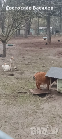 Козле декоративно, домашно отгледано