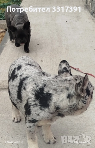 френски булдог момче и момиче, снимка 5 - Френски булдог - 52182909