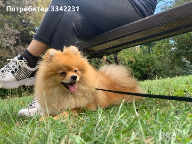 ПОМЕРАН ЗА РАЗПЛОД , снимка 3 - Търси партньор - 51894638