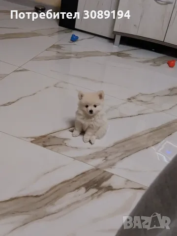 Мини шпиц-померан, снимка 6 - Померан - 47946390