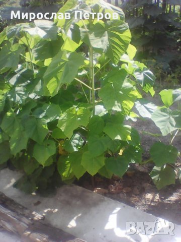 Продава пауловния томентоса, снимка 2 - Сортови семена и луковици - 27093793