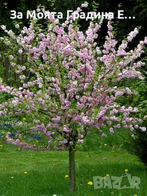 Бадем студоустойчив , снимка 3 - Градински цветя и растения - 49425555
