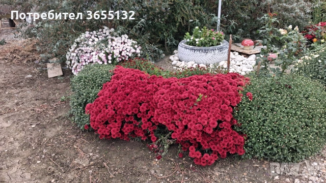 Парцел с.Иново обл. Видин , снимка 2 - Парцели - 53261018