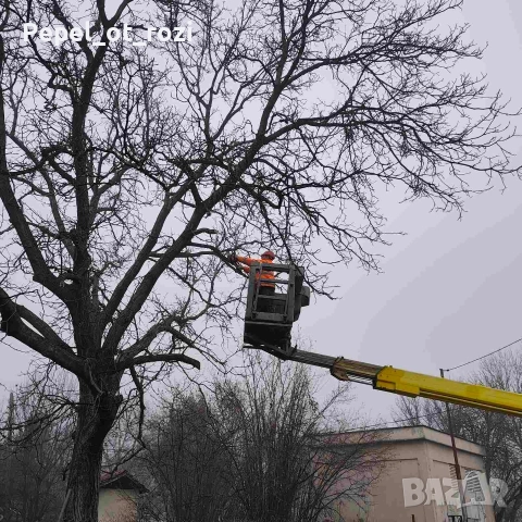 Орех - продажба