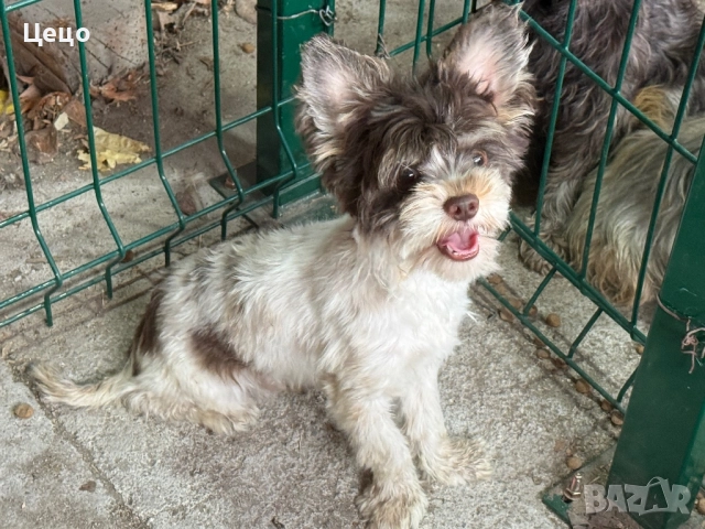 Мини Бивер момче, снимка 1