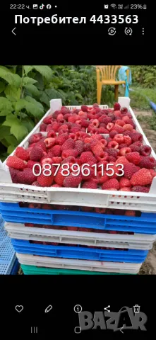 Разсад ягоди , снимка 14 - Разсади - 49982346