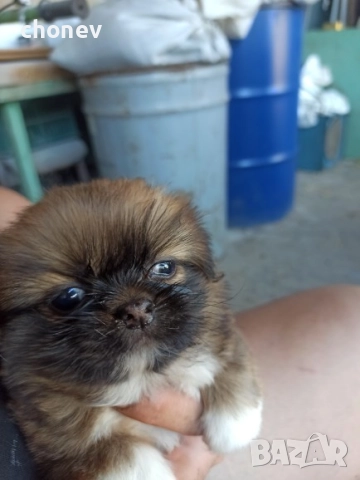 Пекинез , снимка 4 - Пекинез - 52281331