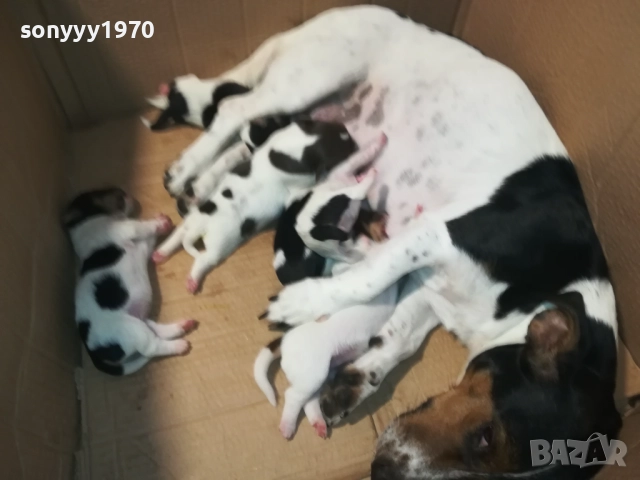 ДЖАК РЪСЕЛ БЕБЕТА-УНИКАЛНИ СЛАДУРИ 250ЛВ ЗА ЕДНО 0109250837 , снимка 5 - Джак ръсел териер - 51558664