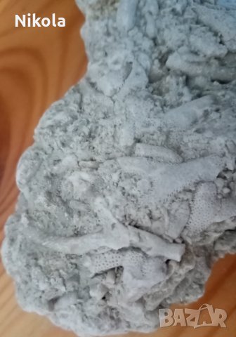Фосили колония бриозои, снимка 1 - Колекции - 28667731