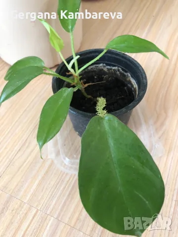 Philodendron Squamiferum , снимка 1